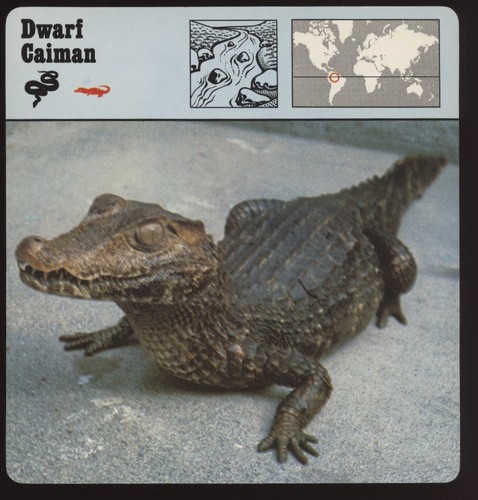 Dwarf caiman safari - dwarf, cards